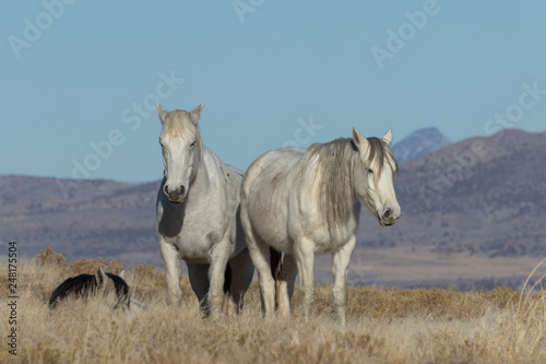 Wild Horses in Winter in Utah