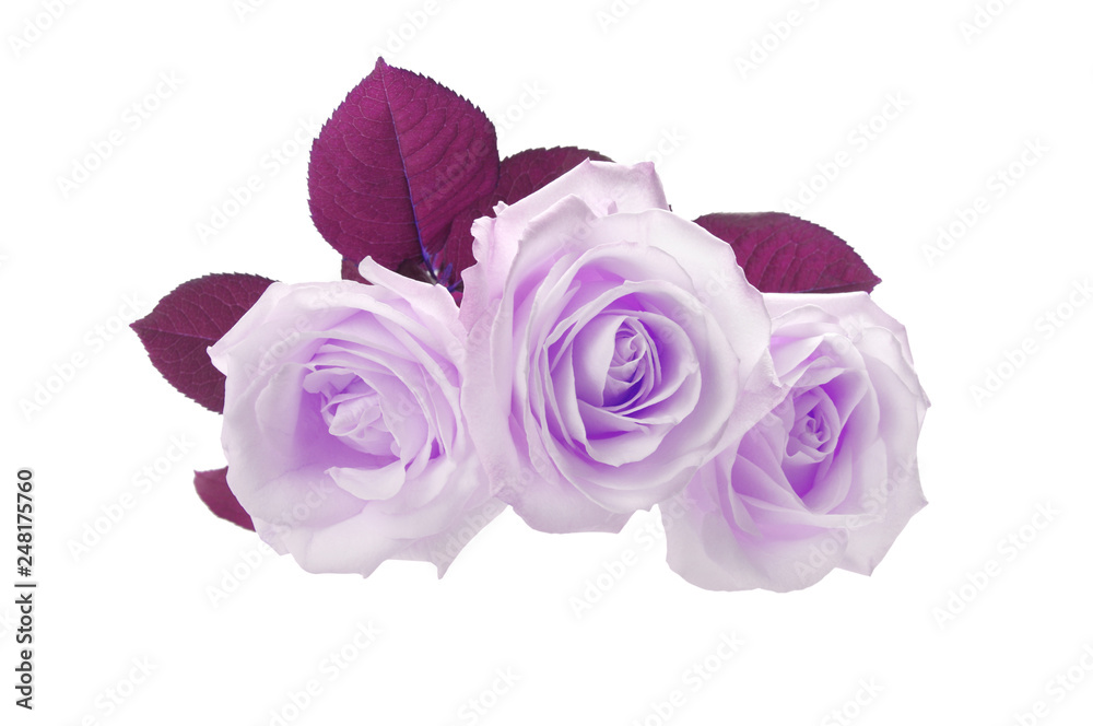 three roses isolated on white three roses isolated on white