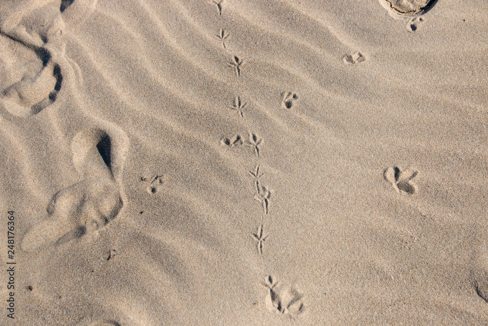 Foot prints in the sand Foot prints in the sand