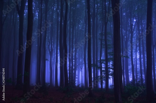 Foggy wintermorning in a Belgian forest photo