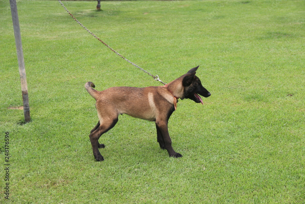 Pastor Belga Malinois