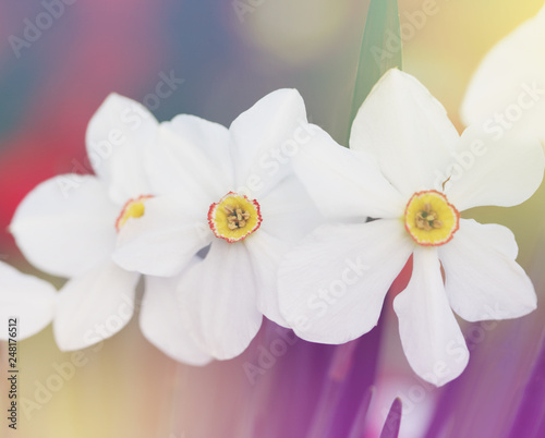 Blossoming spring narcissus flowern. Bluring soft focus nature background. photo