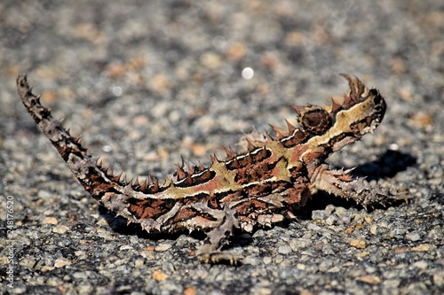 thorny devil