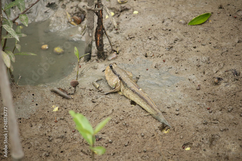 Mudskipper fish, Amphibious fish.. photo