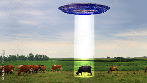 ufo beaming a cow in pasture