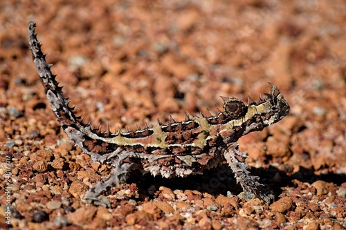 thorny devil