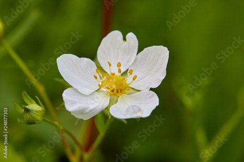 Beautiful flower on a green background