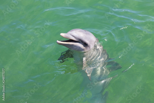 head of dolphin in blue water in sea