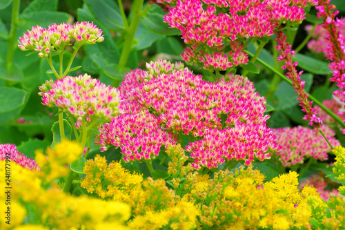 Bild auf Leinwand Fetthenne im herbstlichen Garten - Sedum telephium or  harping Johnny