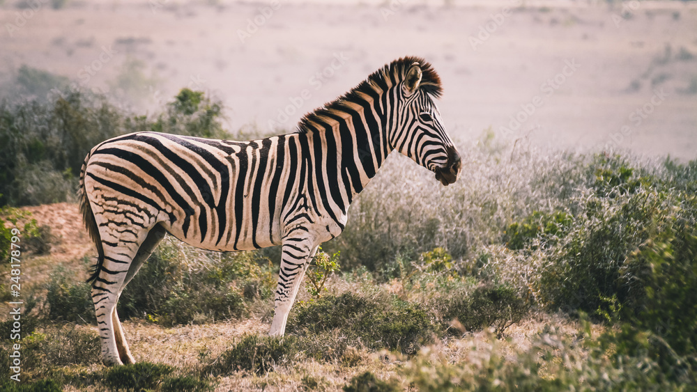 Obraz premium Zebra