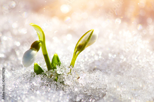 spring snow snowdrops