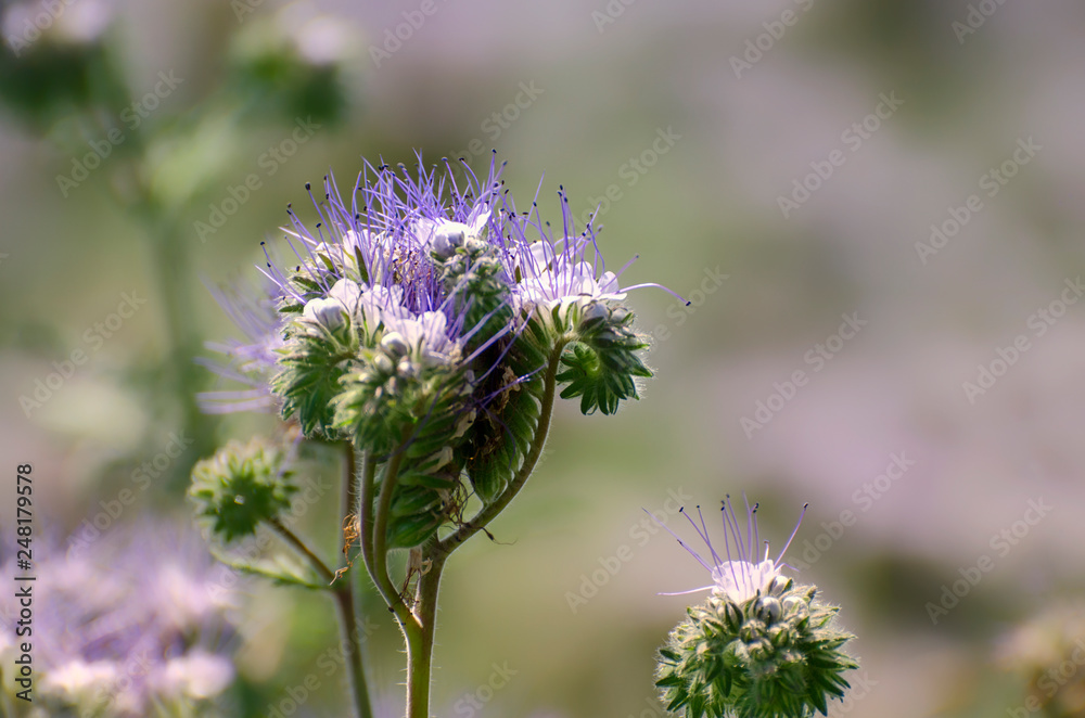 Flowering phacelia in the apiary. This plant is very good melliferous Flowering phacelia in the apiary. This plant is very good melliferous