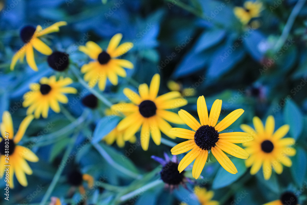 Obraz premium Yellow daisy flowers, rudbeckia