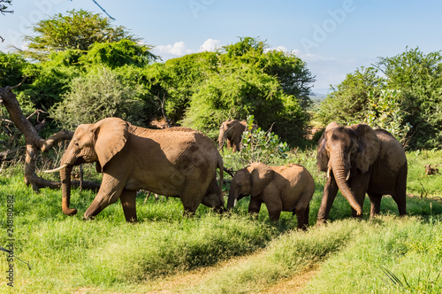 Canvas Print Herd elephants in the savannah of Samburu Park