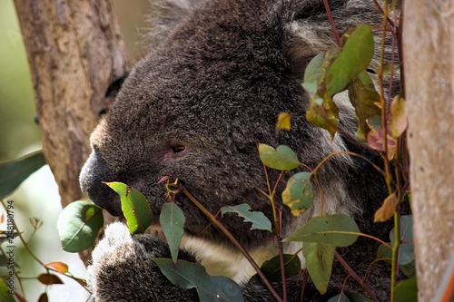 Photography koala