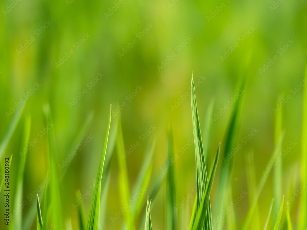 Green grass leaf tip and blur green background Green grass leaf tip and blur green background