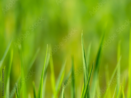 Green grass leaf tip and blur green background