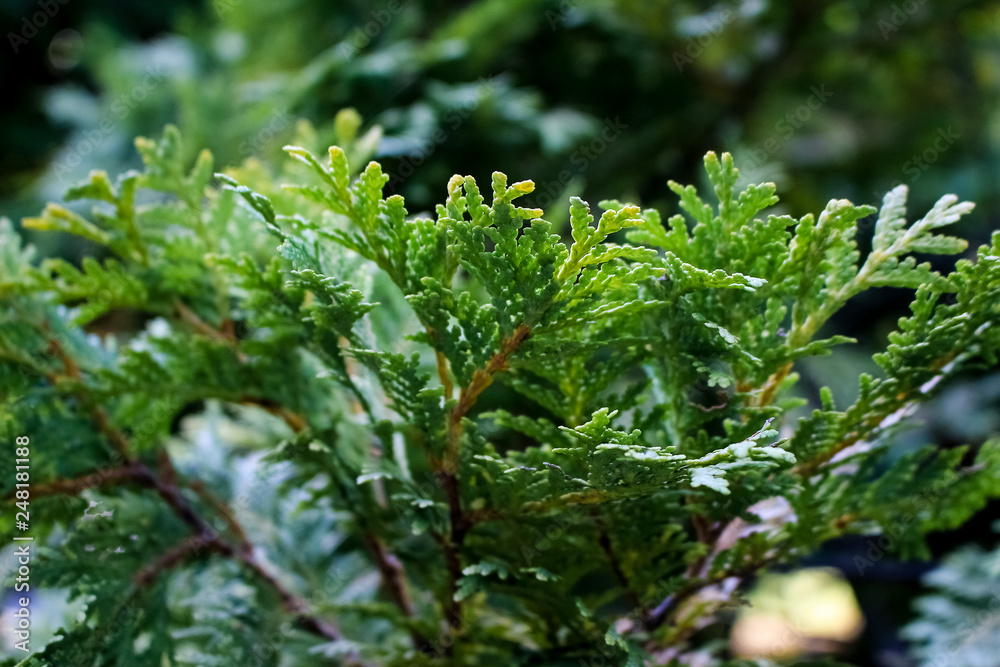 Fir plant, close-up of twigs and seeds