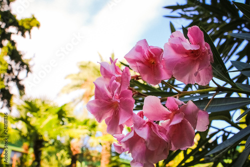 Pink flowers oleander blooming on the tree