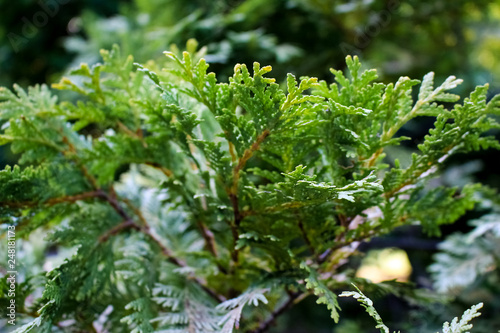 Fir plant, close-up of twigs and seeds