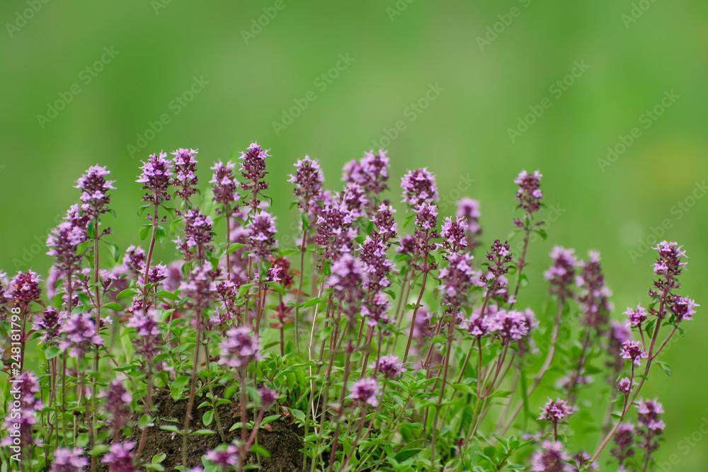 Obraz premium Thyme blooms in the spring meadow
