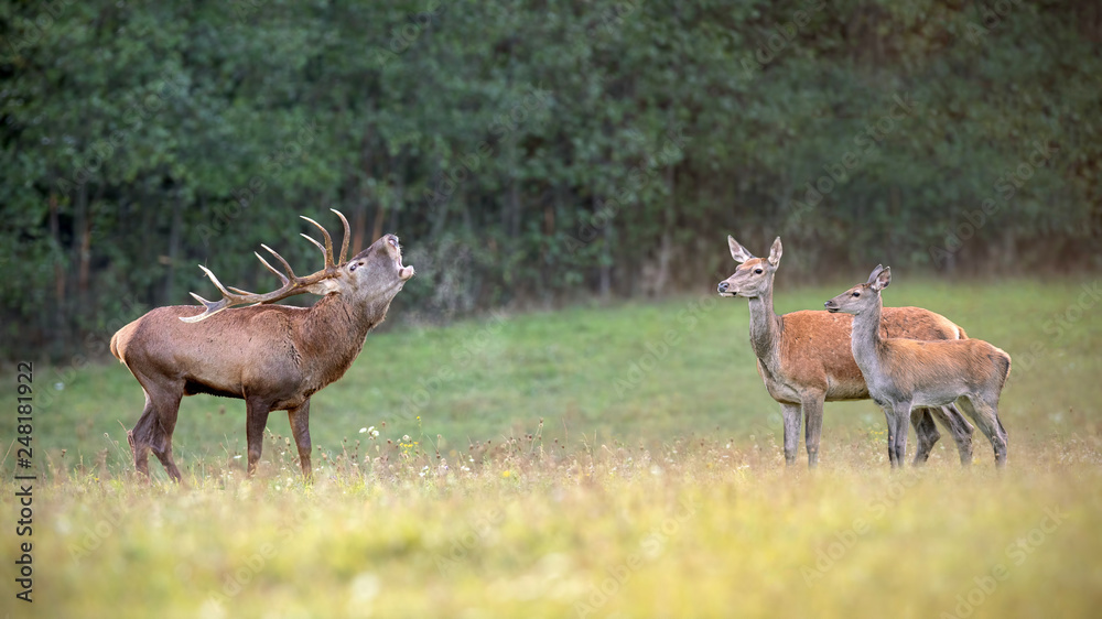 Red deer, cervus elaphus, herd in rutting season with stag bellowing. Animal family in nature. Group of wild mammals in wilderness in mating season. Space for copy. Red deer, cervus elaphus, herd in rutting season with stag bellowing. Animal family in nature. Group of wild mammals in wilderness in mating season. Space for copy.