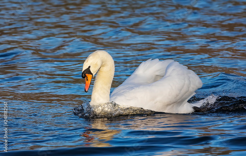 Mute swan is swimming in the pond in the public park. London. United Kingdom. Close up. Main focus on the bird
