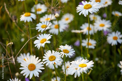 Blooming summer fields of flowers. Bright picture of herbs in summer