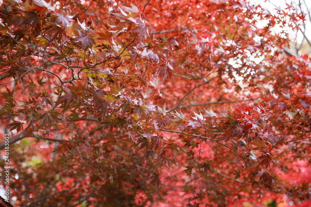 Maple Background Autumn Season at Japan Maple Background Autumn Season at Japan