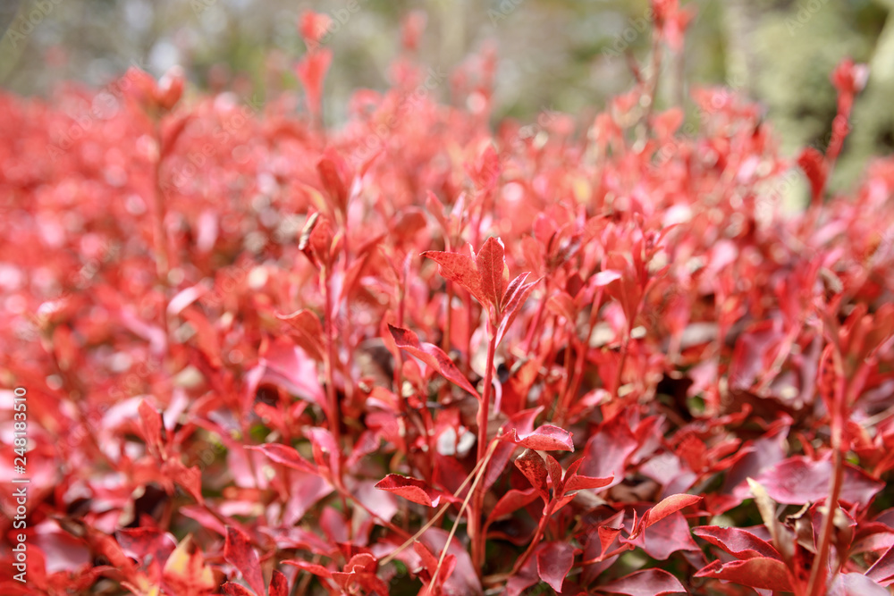 Red leaf / Autumn colorful red leaves Spring Summer bright garden (Syzygium australe plant or Christina tree Red leaf / Autumn colorful red leaves Spring Summer bright garden (Syzygium australe plant or Christina tree