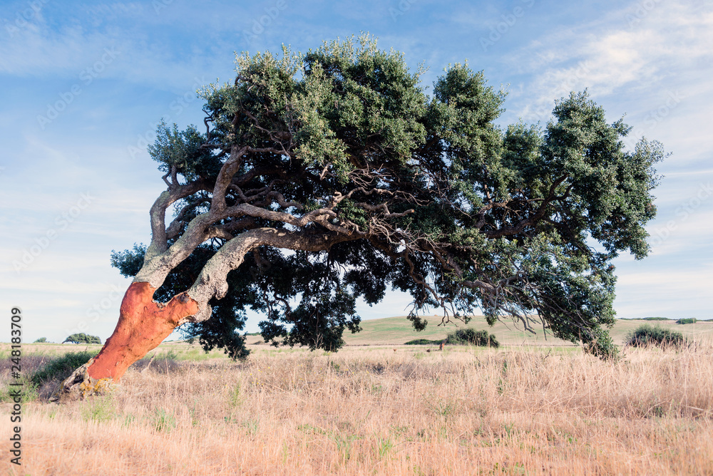 Cork oak tree (Quercus suber), Sardinia, Italy, Europe Stock Photo