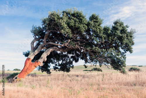 Cork oak tree (Quercus suber), Sardinia, Italy, Europe