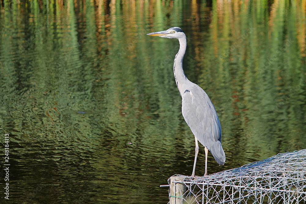 Naklejka premium great blue heron in water