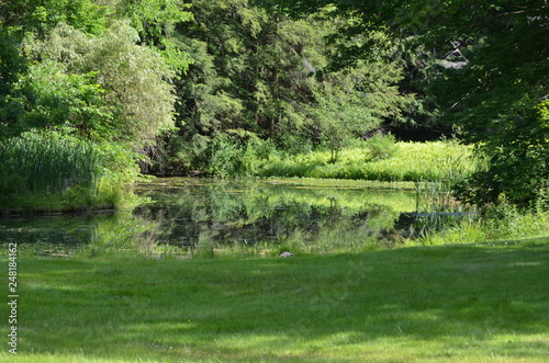 lake in forest