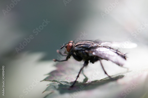 Fliege © Christian