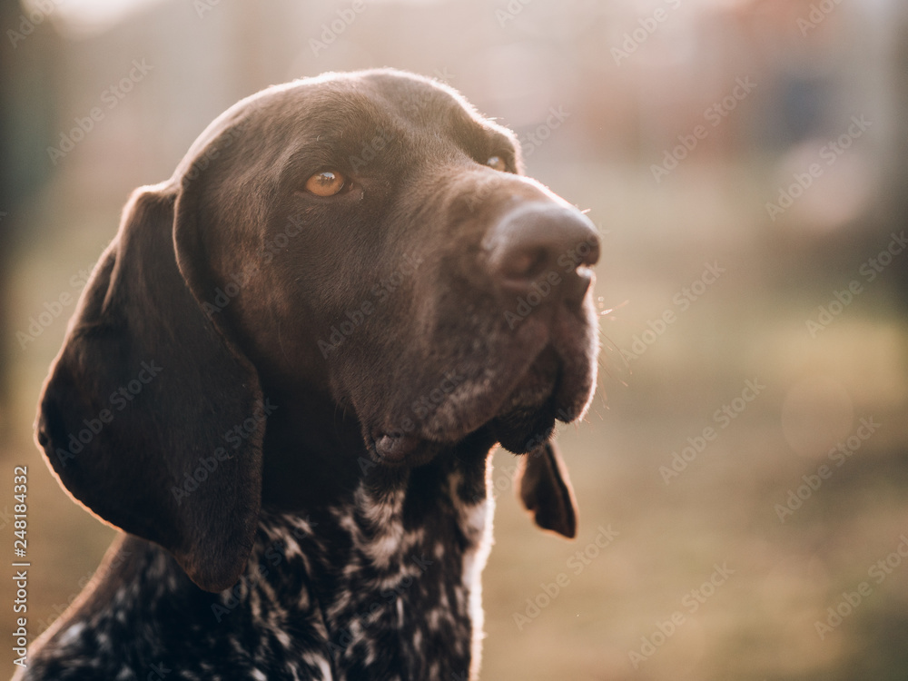 Pointer dog portrait in garden at sunny evening.
