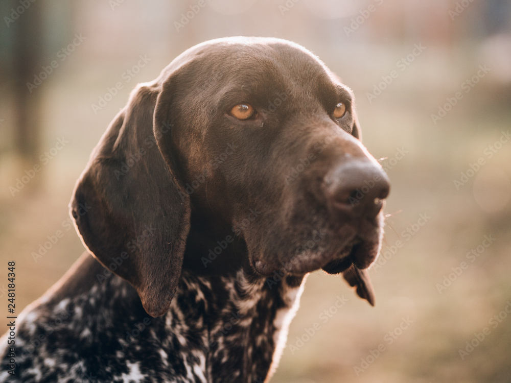 German pointer dog portrait