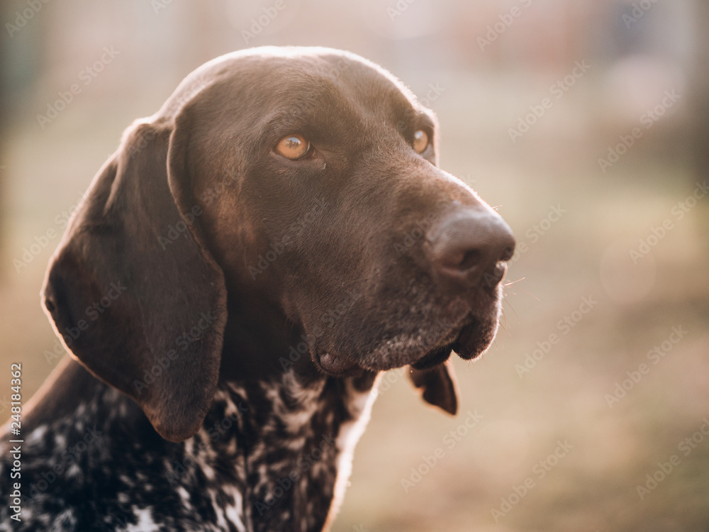 portrait of a dog, German pointer at garden portrait of a dog, German pointer at garden