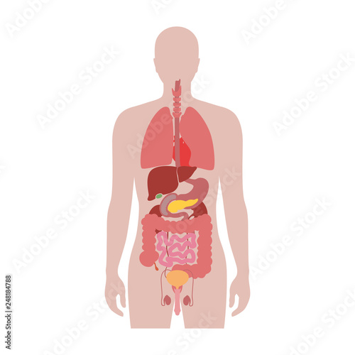 Human internal organs vector