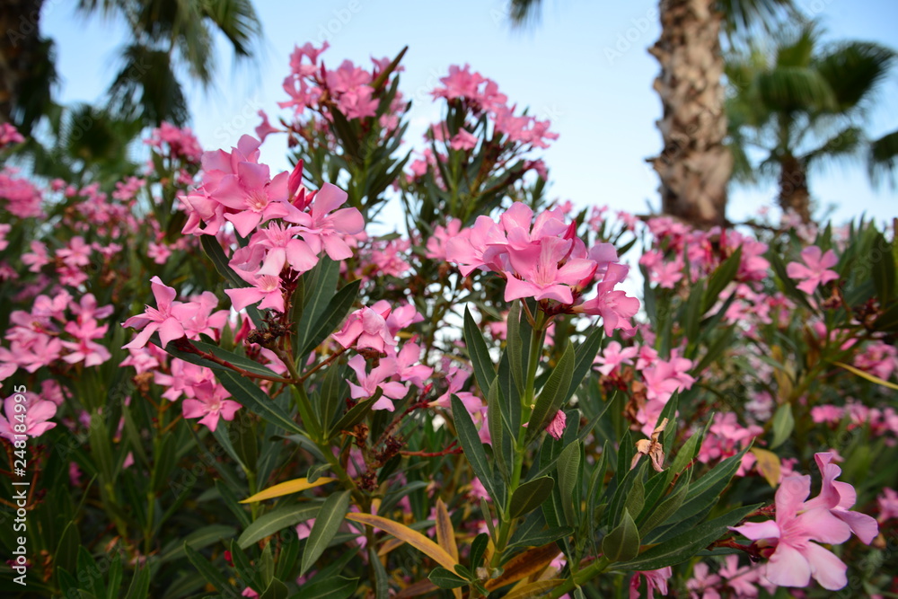 Obraz premium Urlaub am Mittelmeer