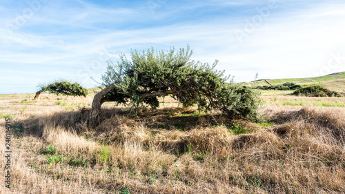 Cork oak tree (Quercus suber) in morning sun, Sardinia Italy, Europe