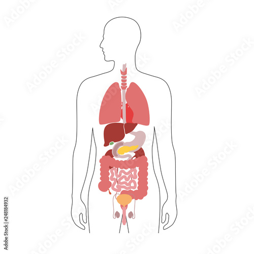 Human internal organs vector