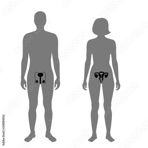 Vector reproductive system