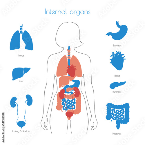 Human internal organs vector