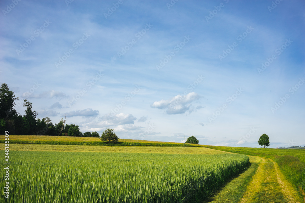 Obraz premium Wheat field and a dirt road in the country