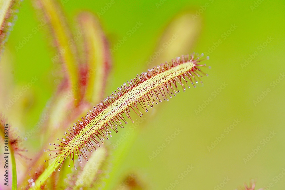 drosera capensis