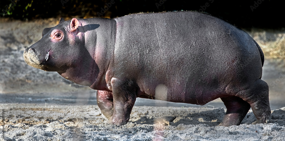 Young hippopotamus. Latin name - Hippopotamus amphibius	