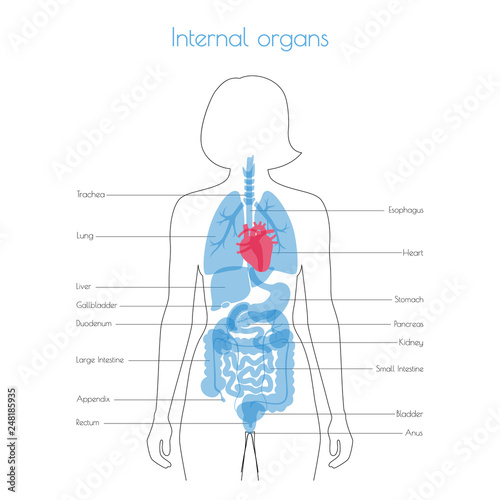 Human internal organs vector