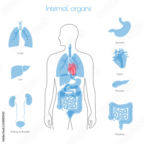 Human internal organs vector photo