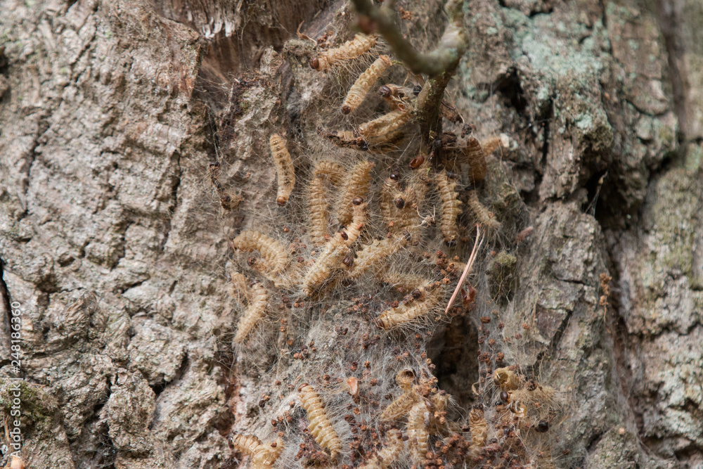 Eichenprozessionsspinner Stock Photo | Adobe Stock